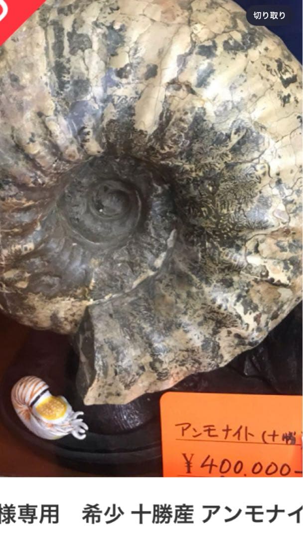 希少 十勝産 アンモナイトの化石