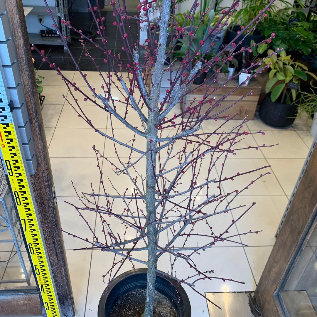 花梅　鹿児島紅梅　苗木 1