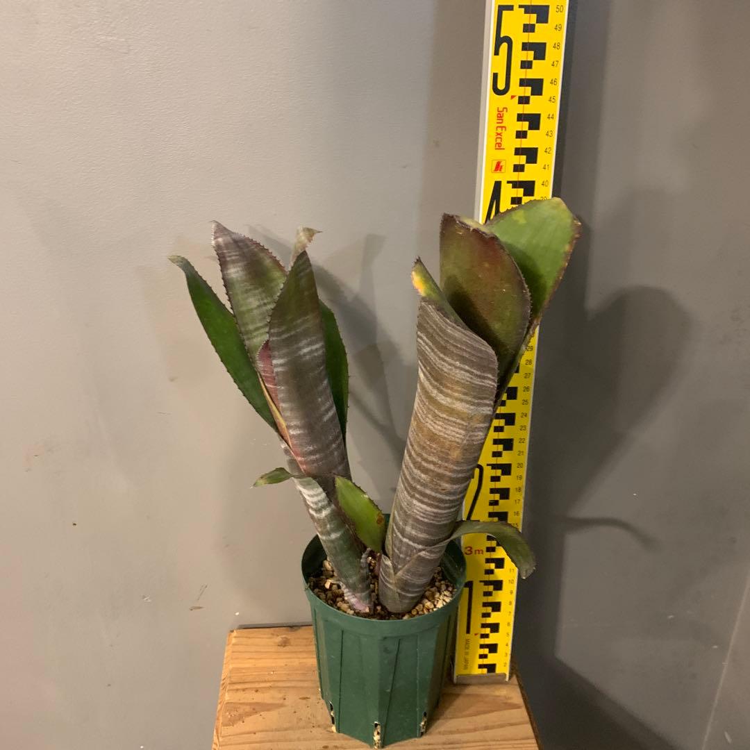 ビルベルギア ドミンゴスマルティンス×ジョージア 子株付き