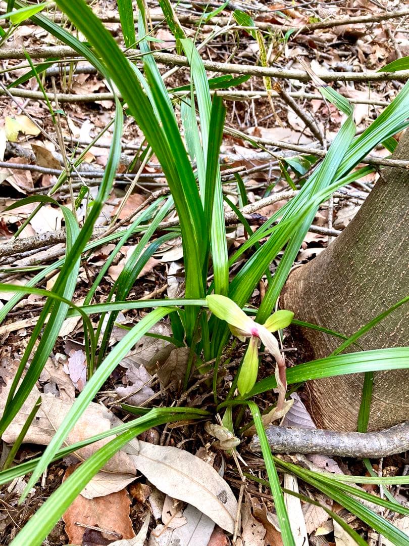 【春蘭＊開花株＊お花ひとつが開花中＊蕾はふたつ】天然/野生/里山自生/山野草