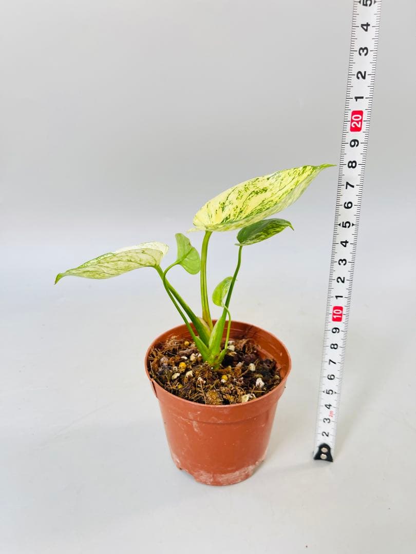 モンステラ　ミント　サイアム 斑入り　Deliciosa Mint Siam ②