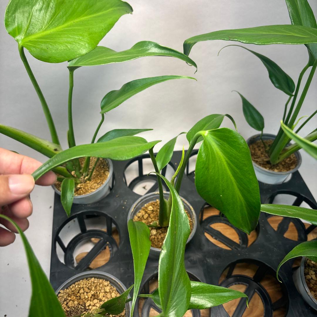 S*a様 5株セットL038 モンステラ バールマルクスフレーム