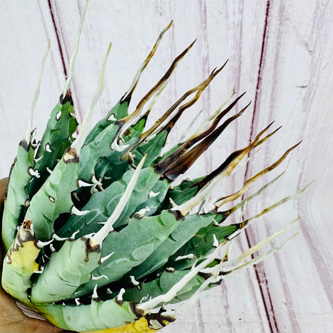 788 アガベ ユタエンシス エボリスピナ 陽炎