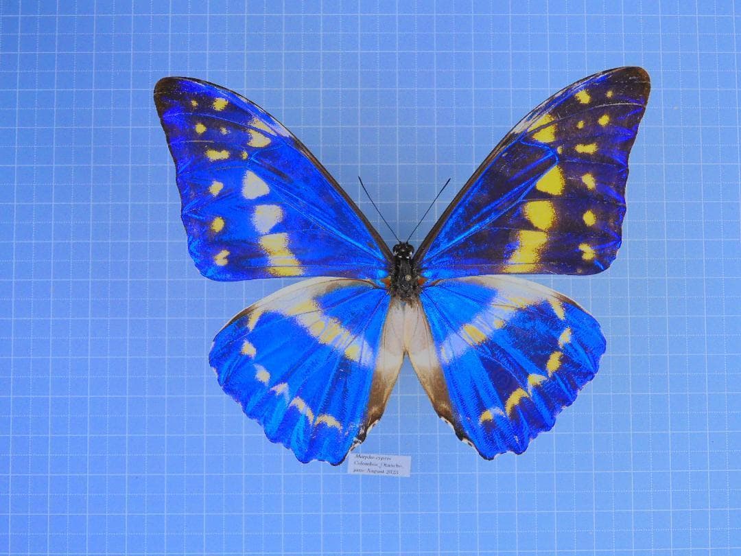 コロンビア産　キプリスモルフォ 111mm