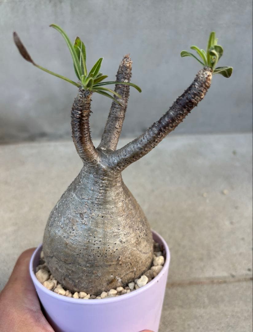 良形 パキポディウム グラキリス 発根済み 現地球