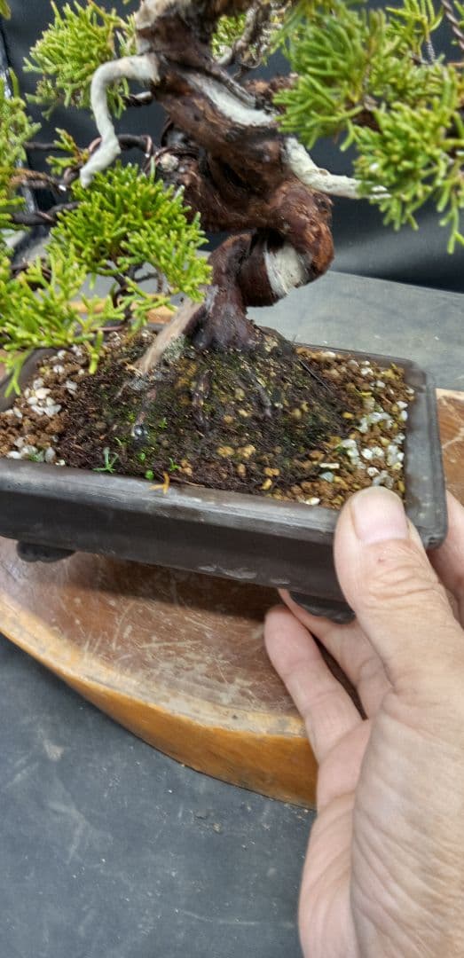 小品盆栽糸魚川真拍