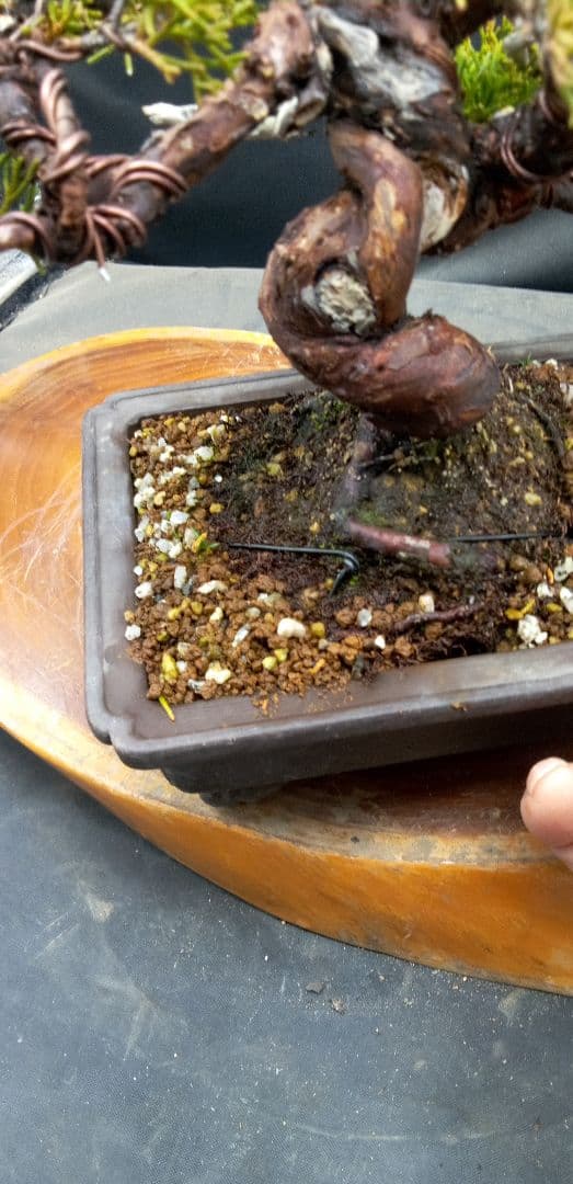 小品盆栽糸魚川真拍