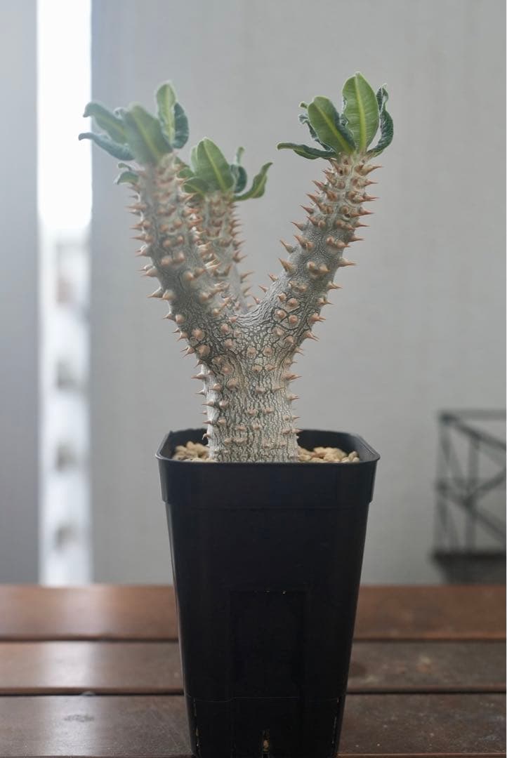 パキポディウム タッキー 大株　開花株