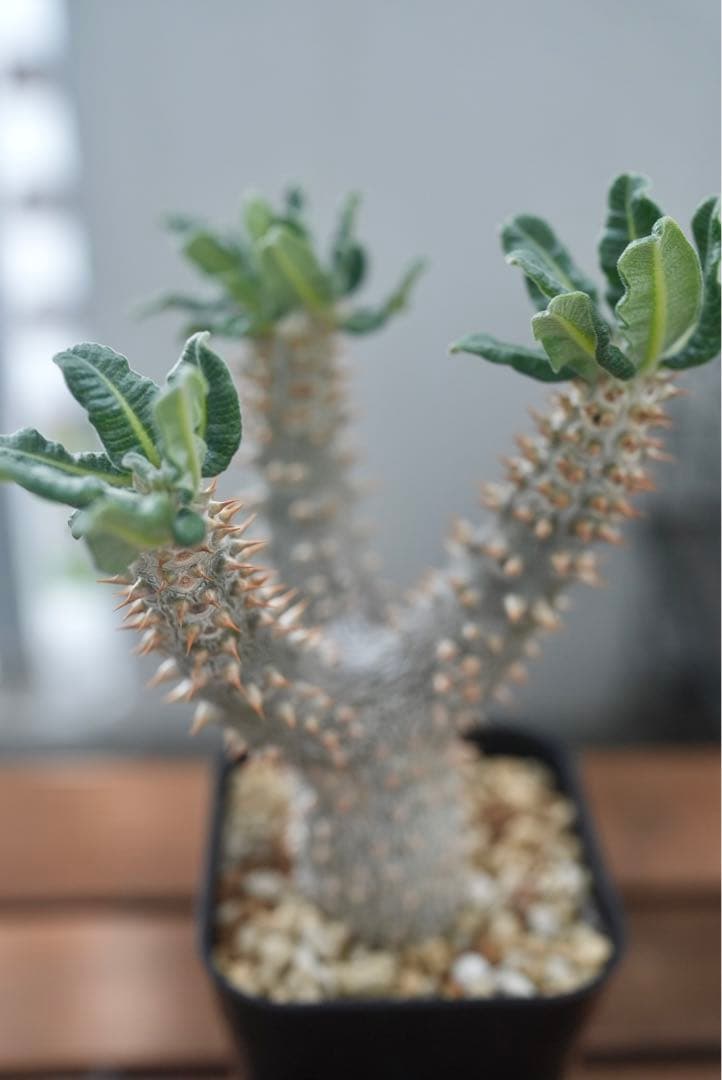 パキポディウム タッキー 大株　開花株