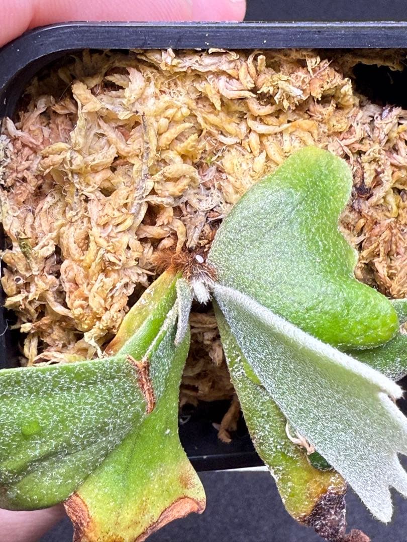 アイスンp.willinckii aysun sporeling