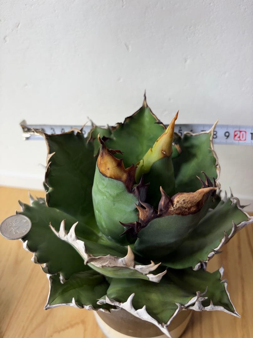 オアハカ　大株　現地球