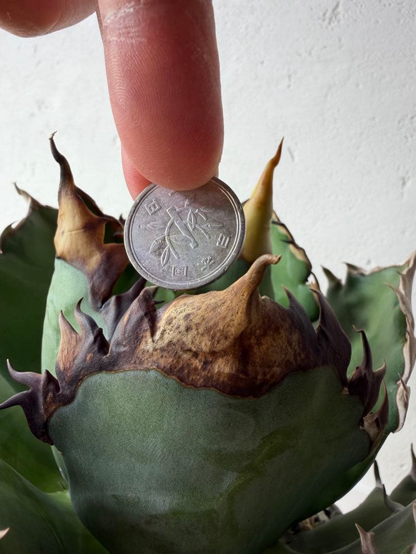 オアハカ　大株　現地球