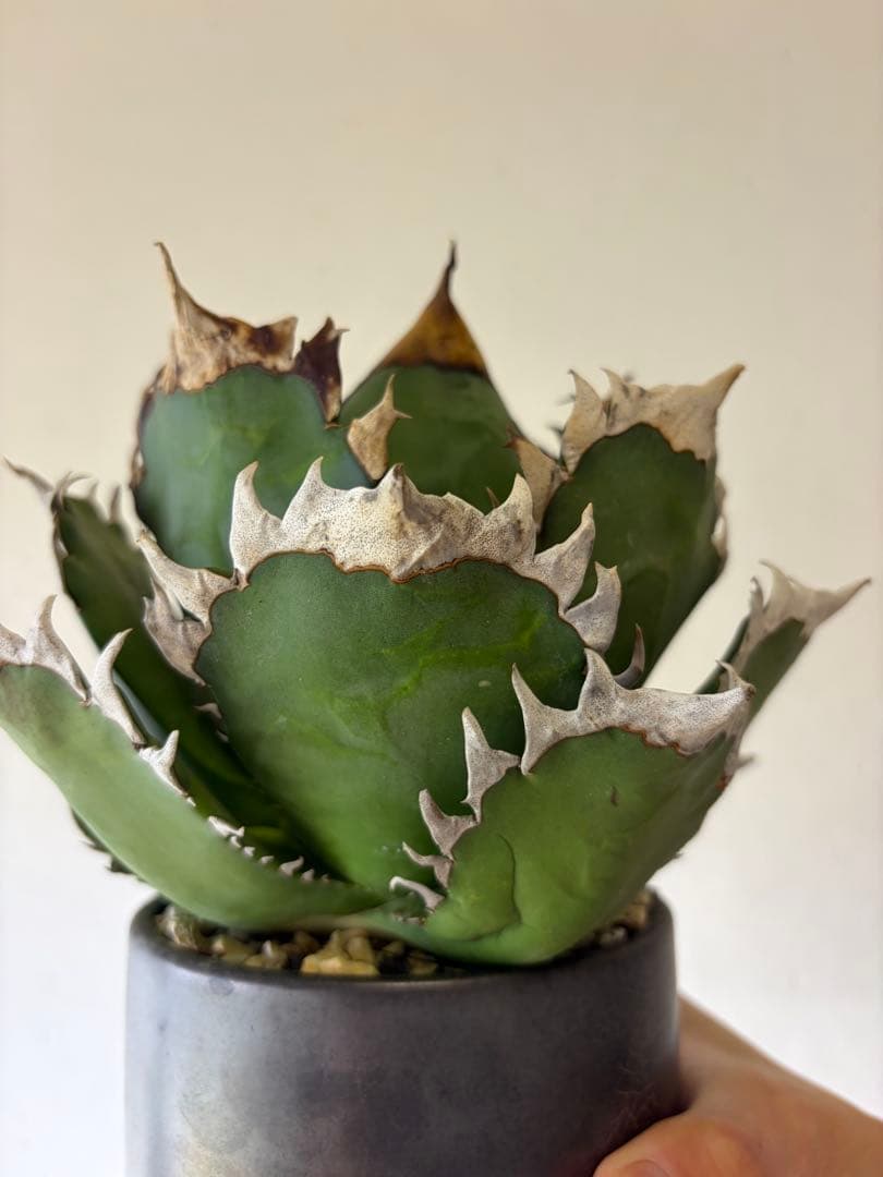 オアハカ　大株　現地球