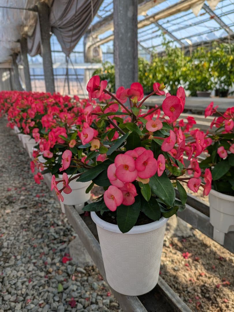 ハナキリン　シャインキッス　多肉植物　花麒麟