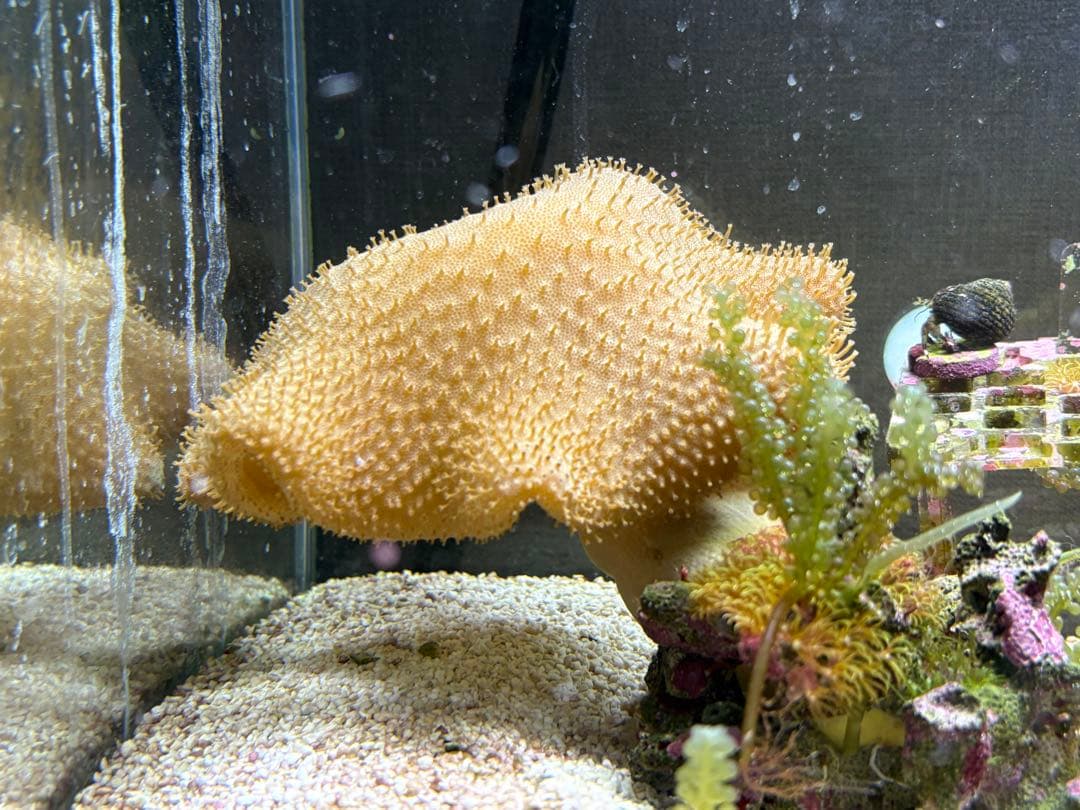 45cm海水水槽セット　生体付き　引き取り限定　値引き交渉可