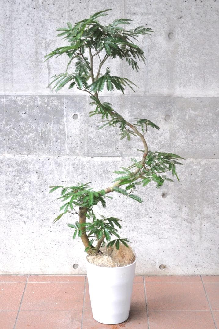 エバーフレッシュ 140cm 8号 S-shaped tree form