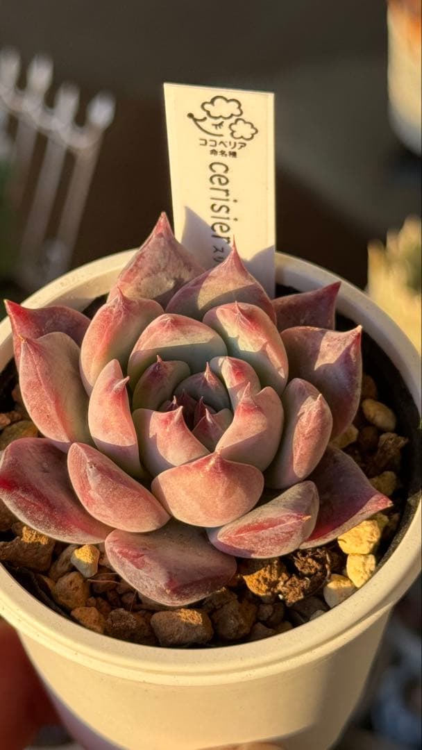 多肉植物　ココベリア命名　スリジエ　札付き　メルカリ便