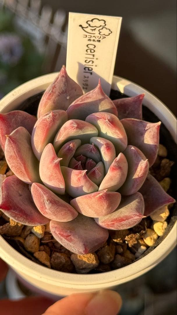 多肉植物　ココベリア命名　スリジエ　札付き　メルカリ便