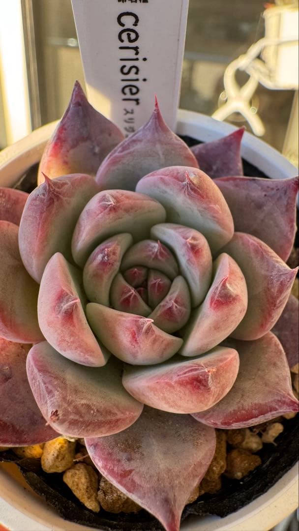 多肉植物　ココベリア命名　スリジエ　札付き　メルカリ便