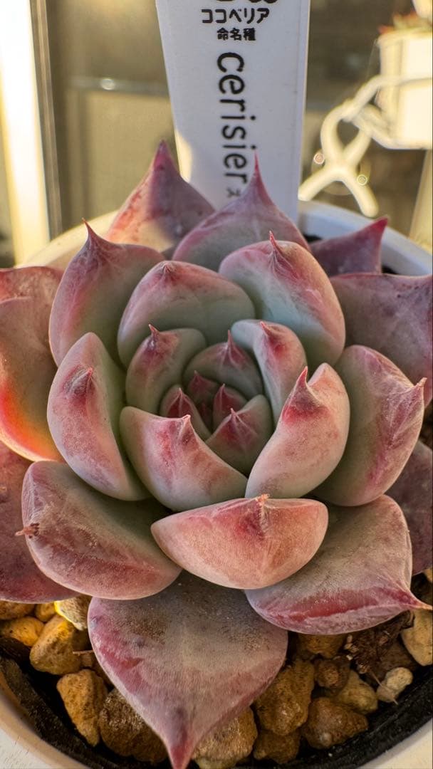 多肉植物　ココベリア命名　スリジエ　札付き　メルカリ便