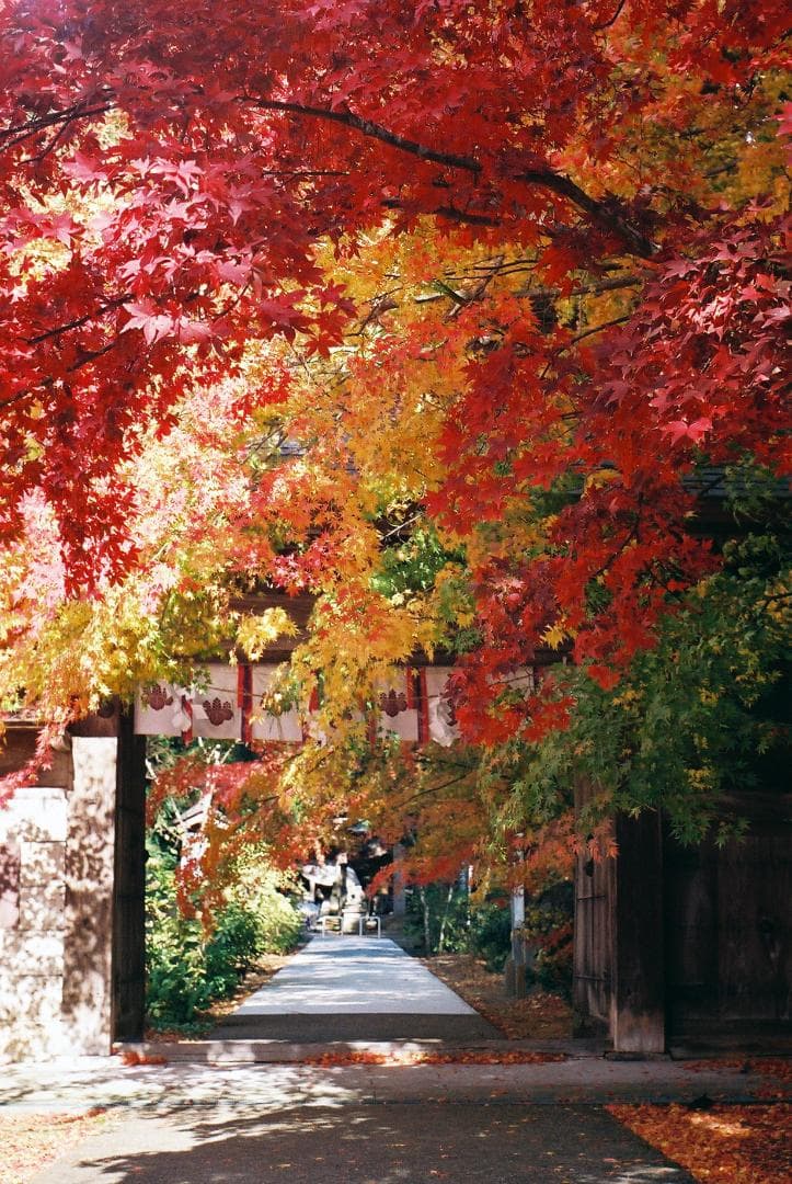 「実写確認整備品」イハゲーEXA／パンカラー50mmf2ゼブラ仕様L37付