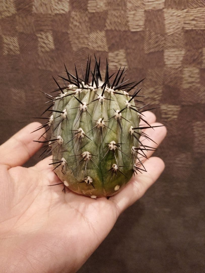 \"大株 美株\" コピアポア 黒王丸