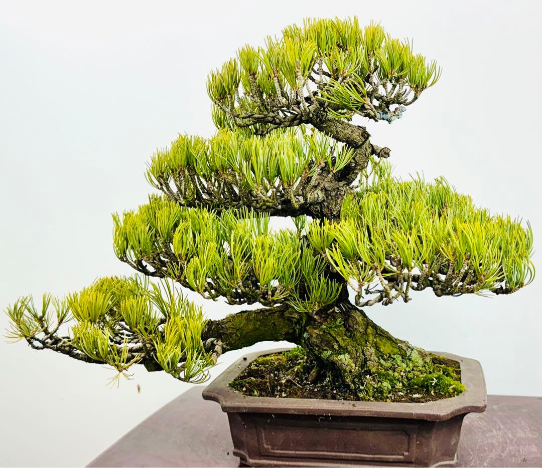 五葉松盆栽【5】