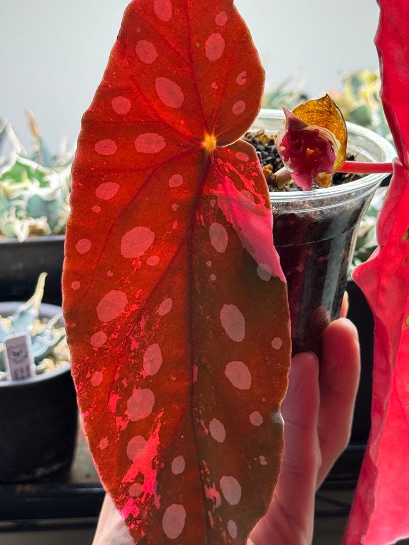 ベゴニア マクラータ 斑入り　発根済み