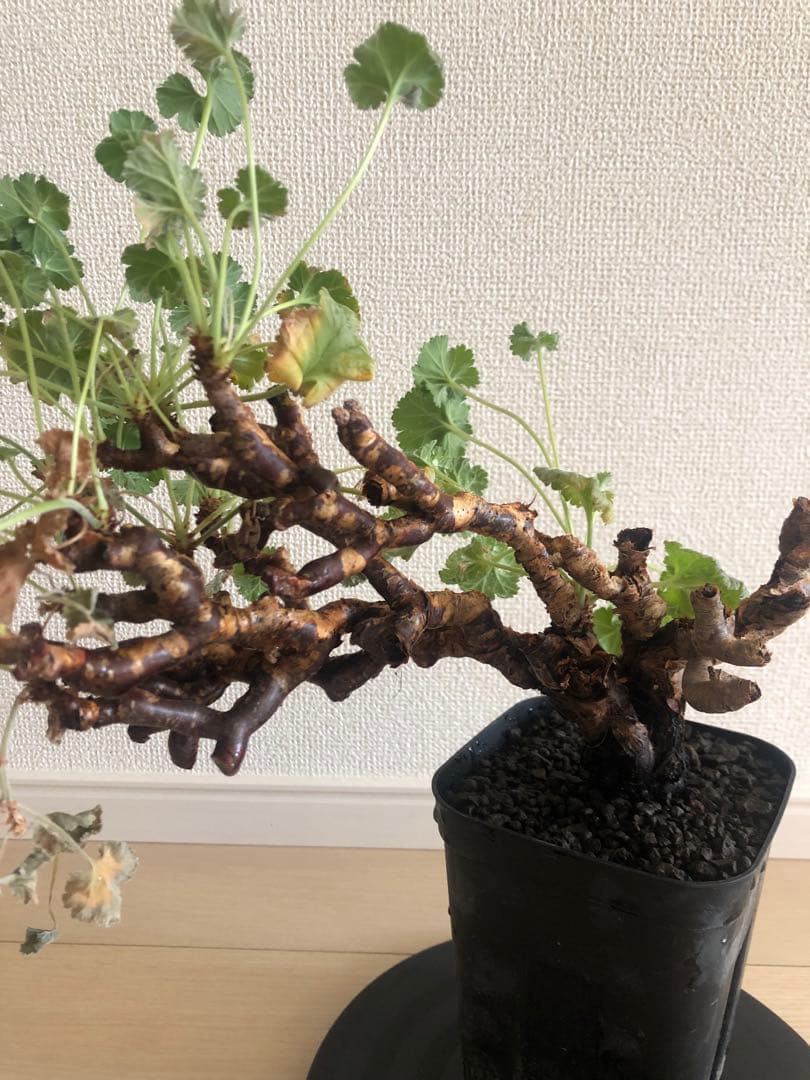【塊根植物】ペラルゴニウムミラビレ現地株発根済み