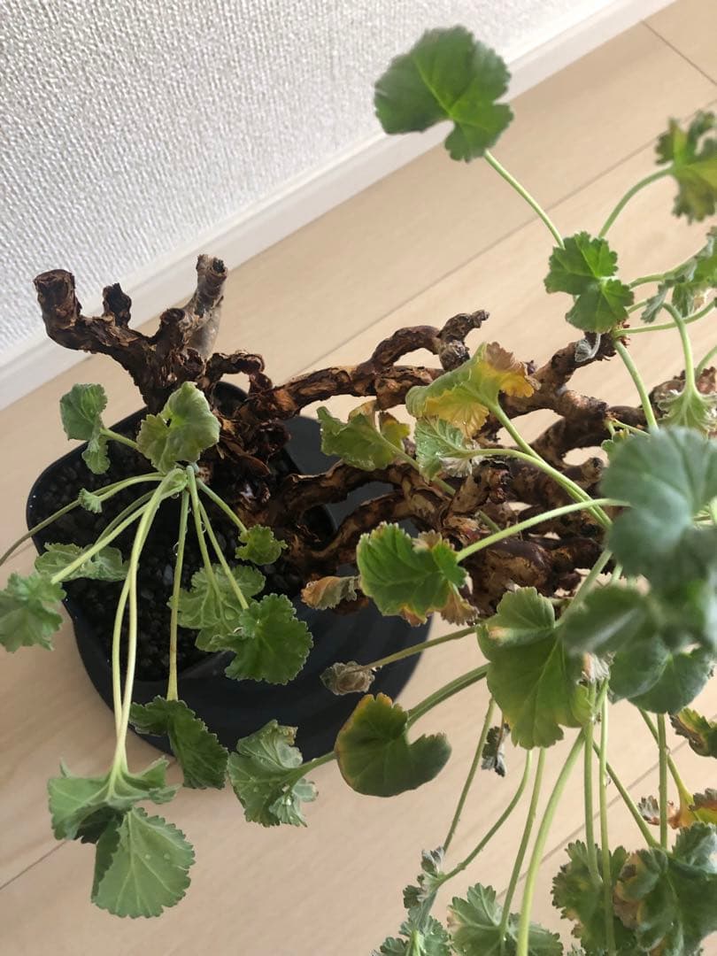 【塊根植物】ペラルゴニウムミラビレ現地株発根済み