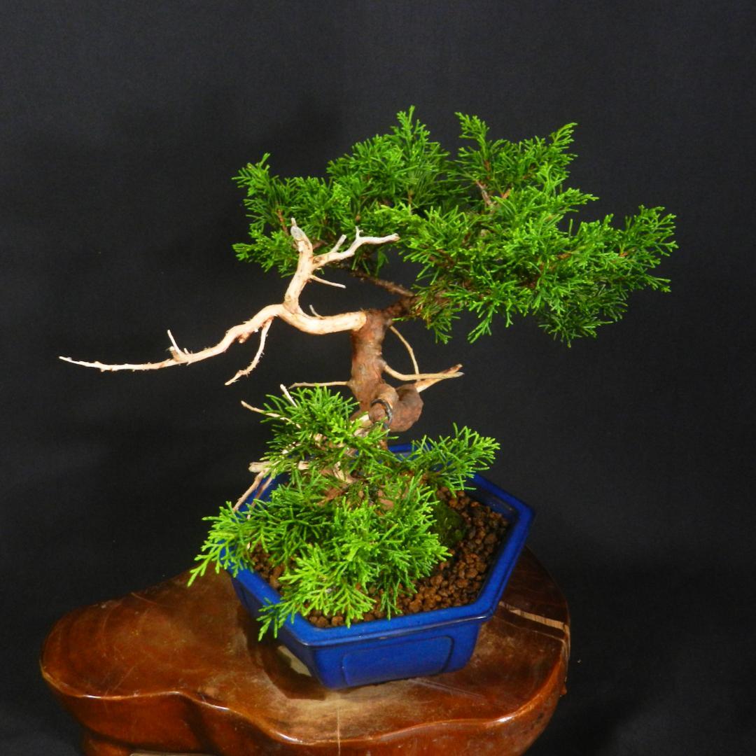 豆*郎様 【一起園芸】糸魚川真柏・小品盆栽◆人気盆栽樹・形良好な一品です◆