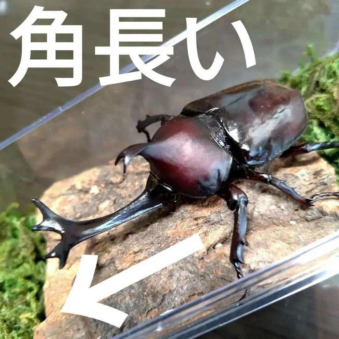 角スゴ長特大ワイルド野生赤レッド角長カブトムシ標本82mm頭角幅19mmぐらい