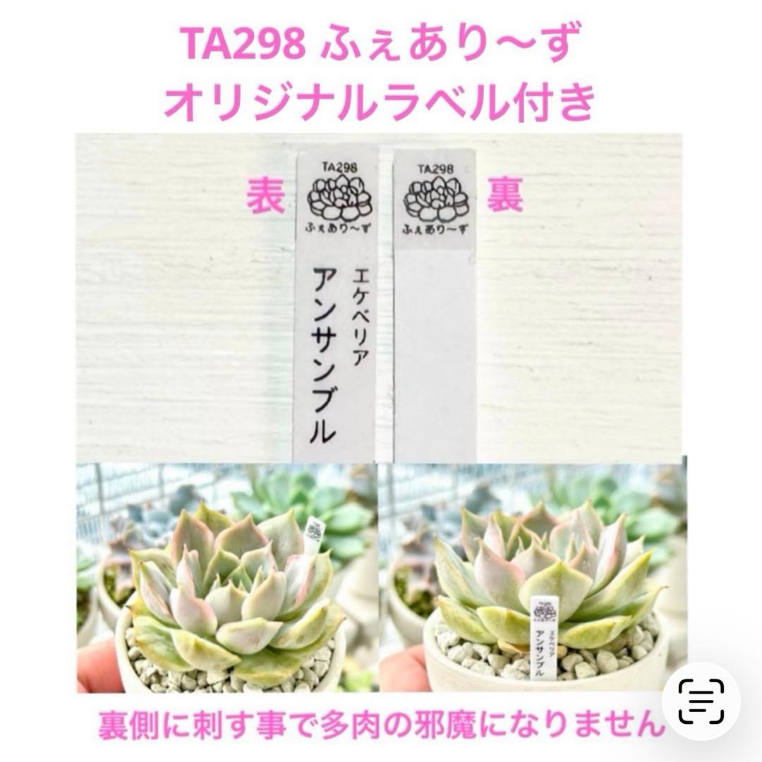 【激レア@2980】チョココーラ(3頭)