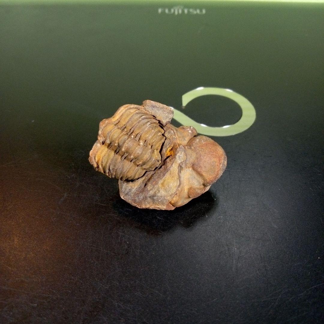 三葉虫　化石　fossil　ボリビア産　trilobite　海生動物識別⑦