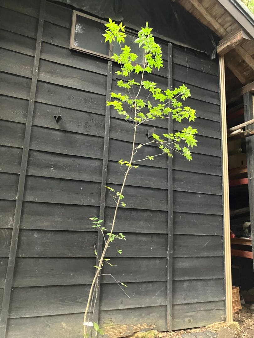 91 山採り　アオダモ　ミヤマガマズミ付き