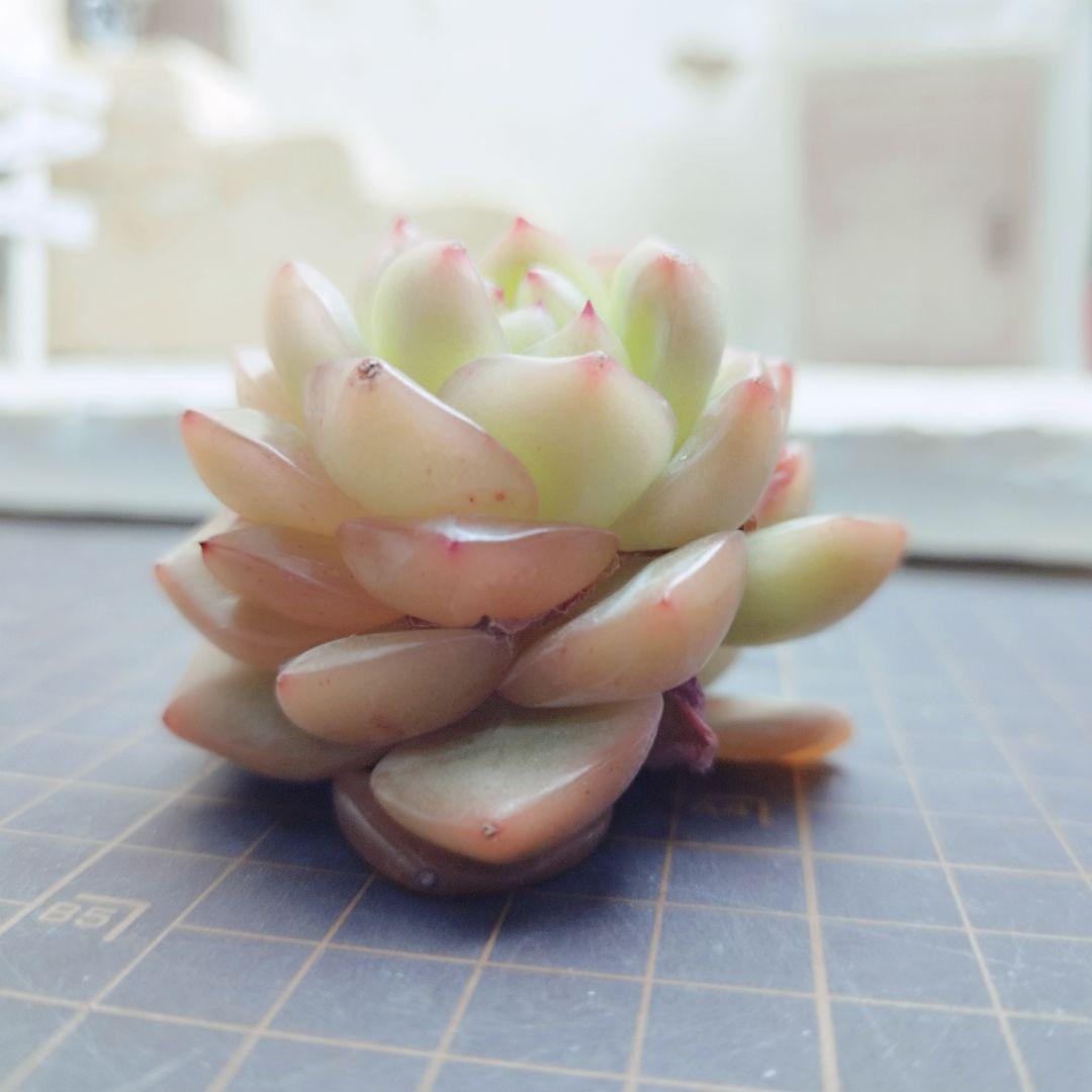 オーシャンソング◎多肉植物 カット苗 韓国苗 エケベリア等