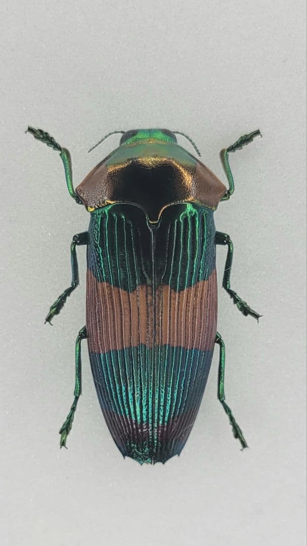 に*ー様 希少 A1 ムカシタマムシ Calodema suhandae 標本