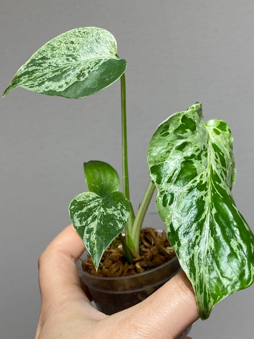 ②【セール‼️】モンステラ　デリシオーサ　バルバソー　フシギダネ/ ベトシオーサ
