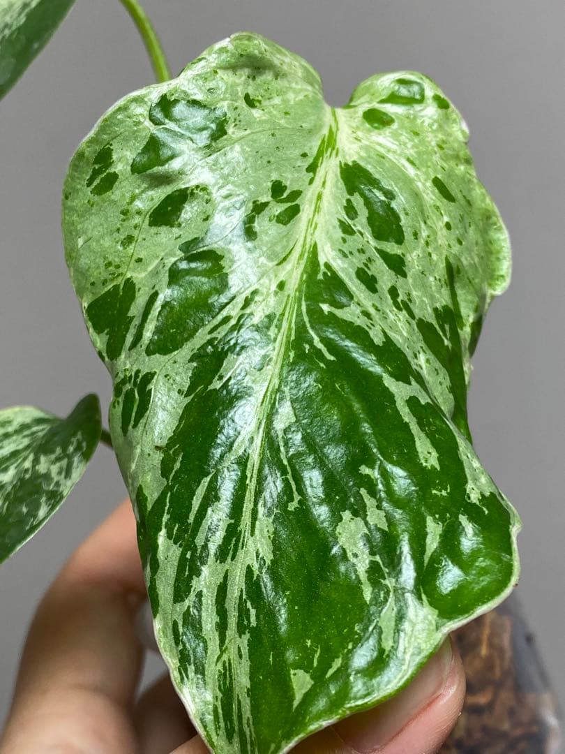 ②【セール‼️】モンステラ　デリシオーサ　バルバソー　フシギダネ/ ベトシオーサ