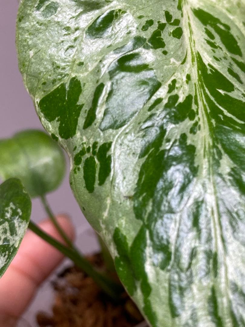 ②【セール‼️】モンステラ　デリシオーサ　バルバソー　フシギダネ/ ベトシオーサ