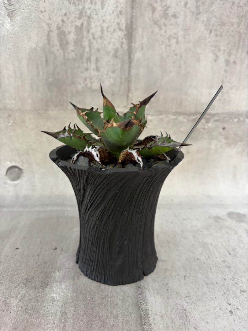 アガベ チタノタ 黒火焔 ブラックファイヤー cjplants Kikko 鉢付
