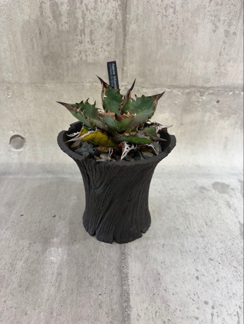 アガベ チタノタ 黒火焔 ブラックファイヤー cjplants Kikko 鉢付