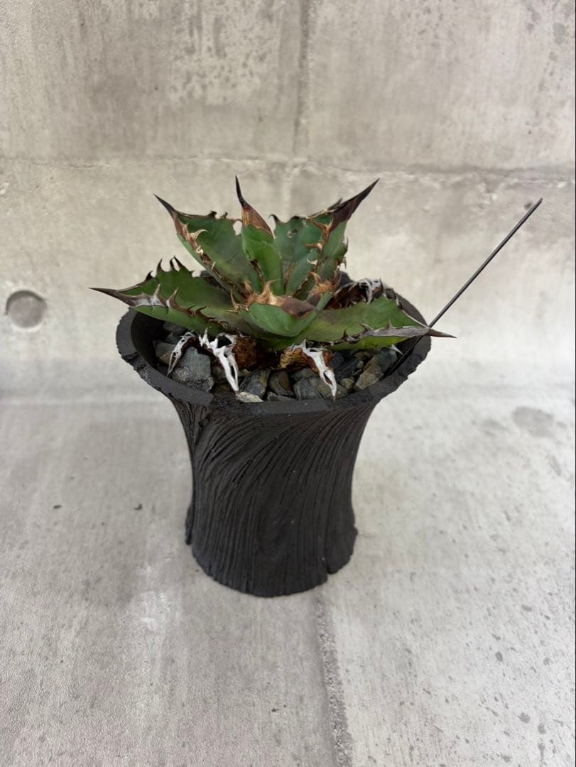 アガベ チタノタ 黒火焔 ブラックファイヤー cjplants Kikko 鉢付