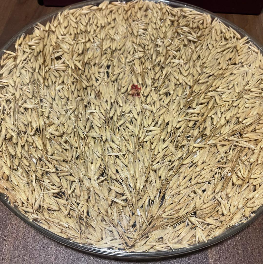 CL DESIGN ドライフラワー入り　アートトレイドイツ製