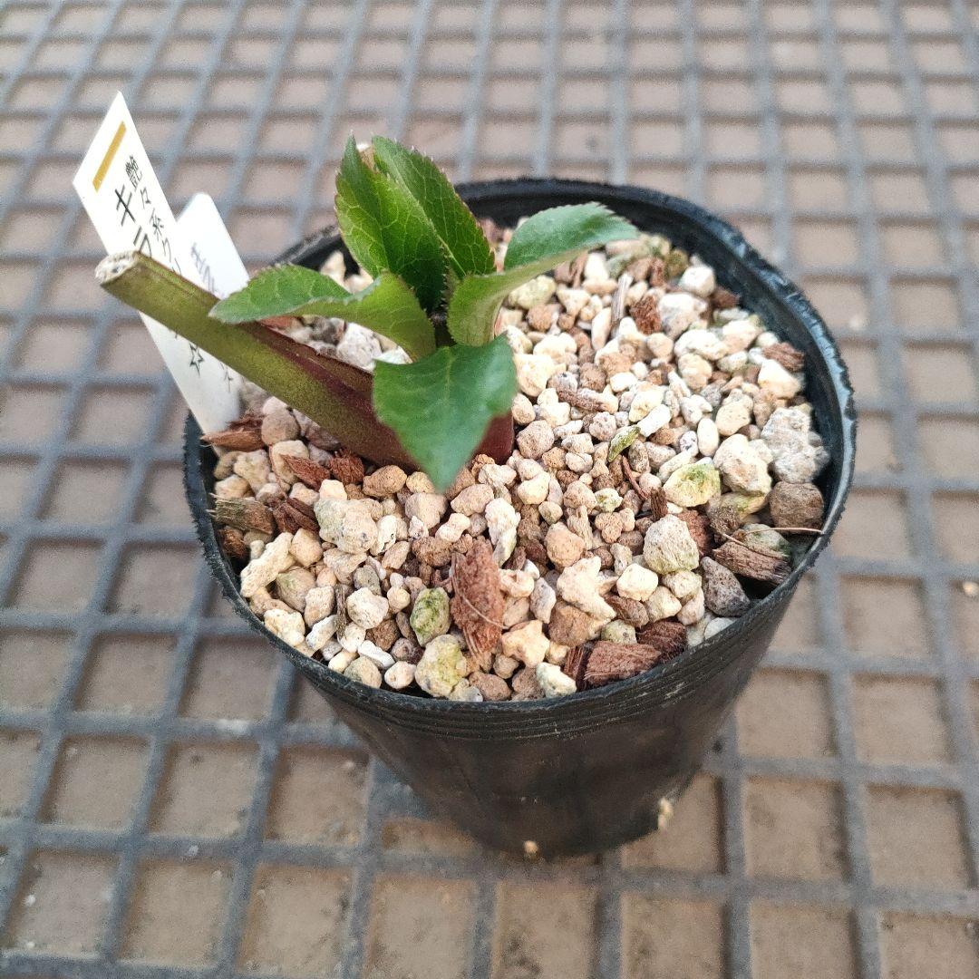 クリスマスローズ　苗