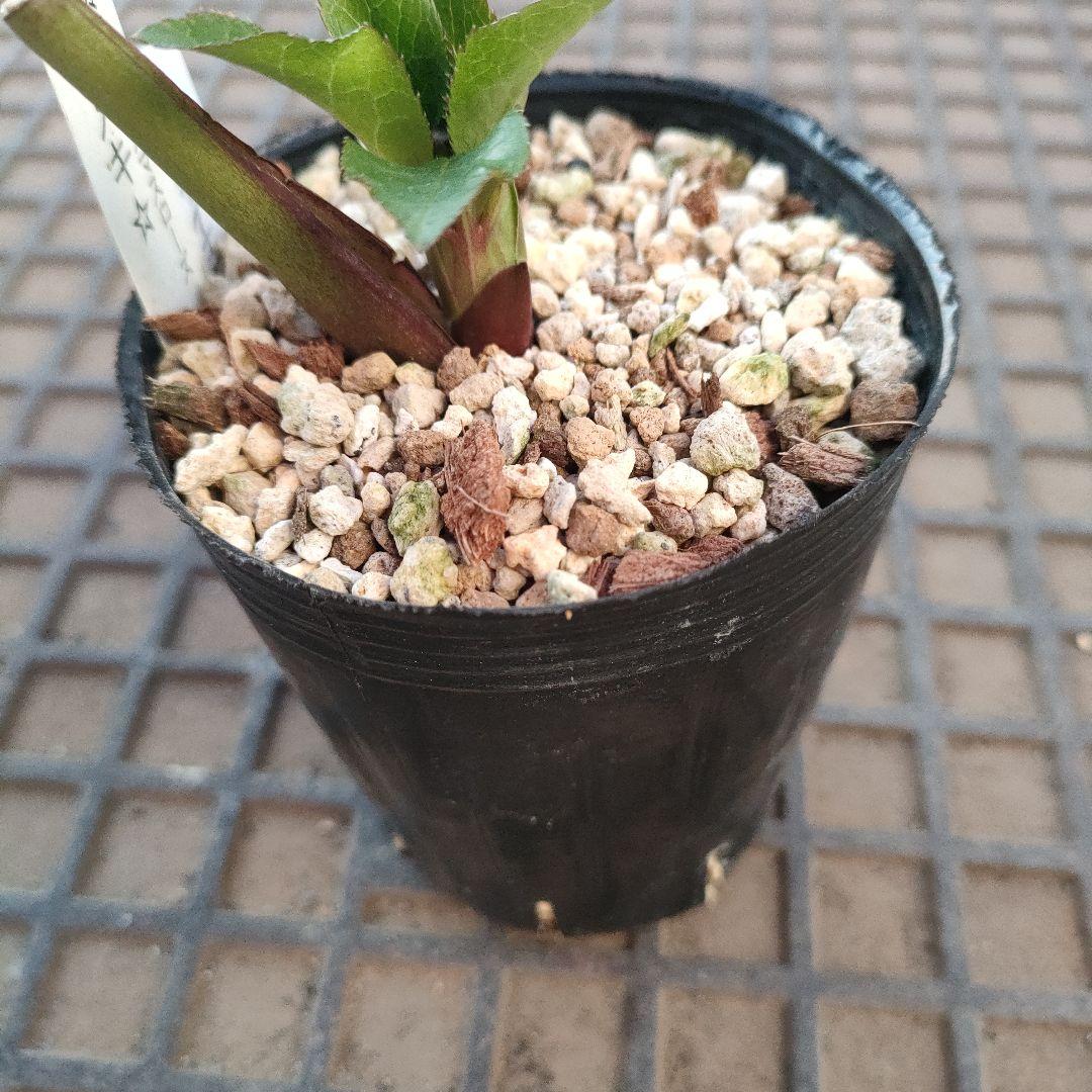 クリスマスローズ　苗