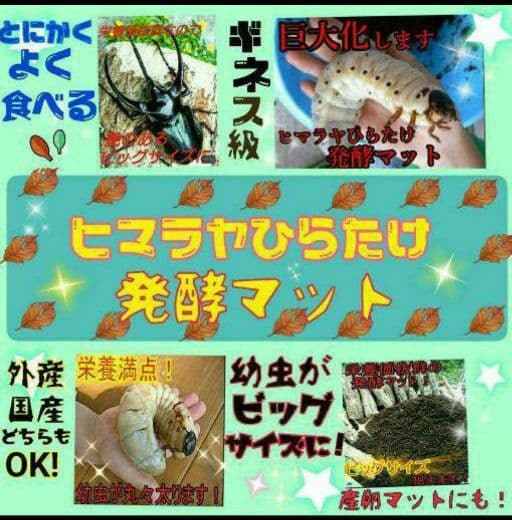 送料無料！60リットル　カブトムシ幼虫の餌！巨大化！ヒマラヤひらたけ発酵マット