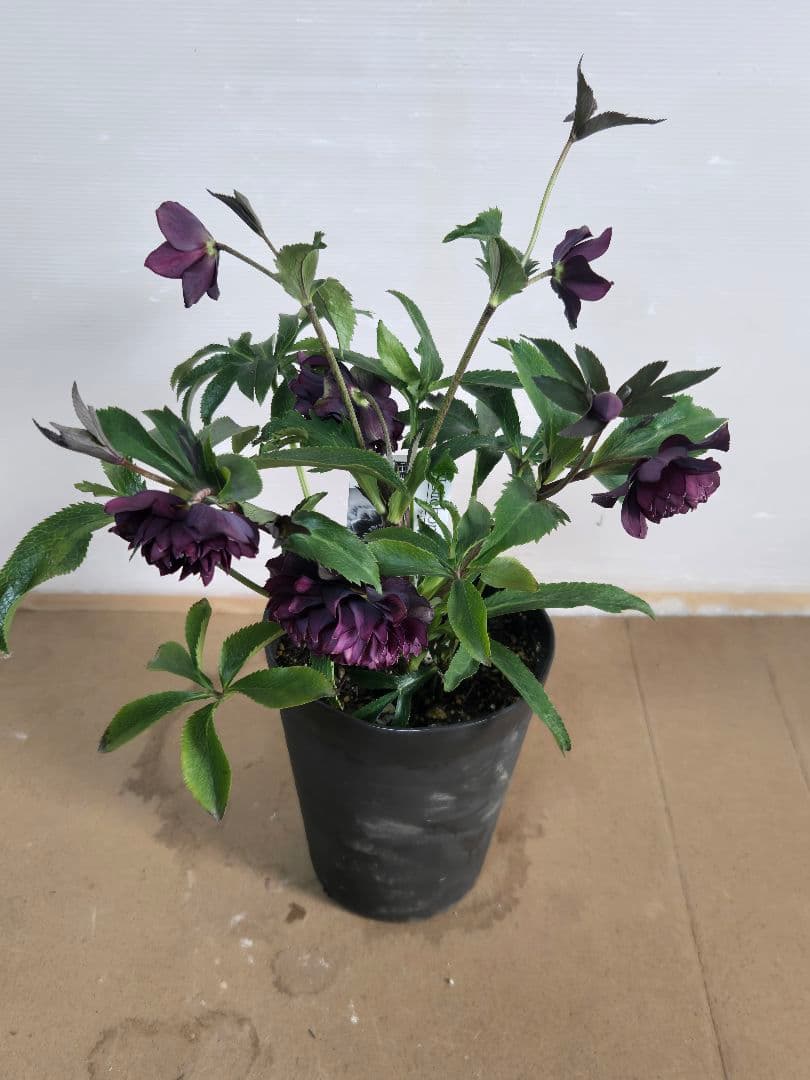 ☆広瀬園芸☆クリスマスローズ☆クレオパトラ☆5号鉢☆