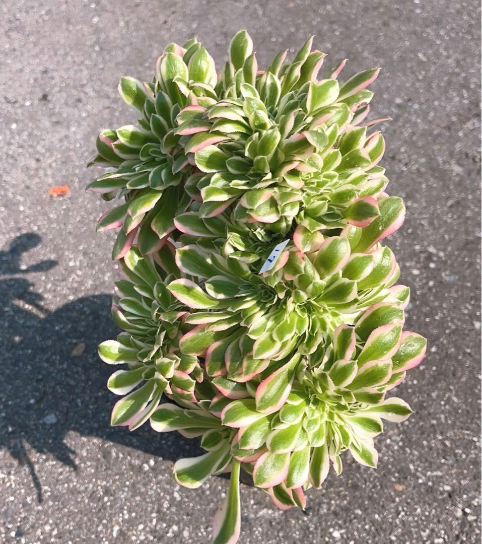 17#多肉植物❤️アエオニウム錦❤️ ピンクウィッチ セッカ❤️1大頭27cm拔き苗