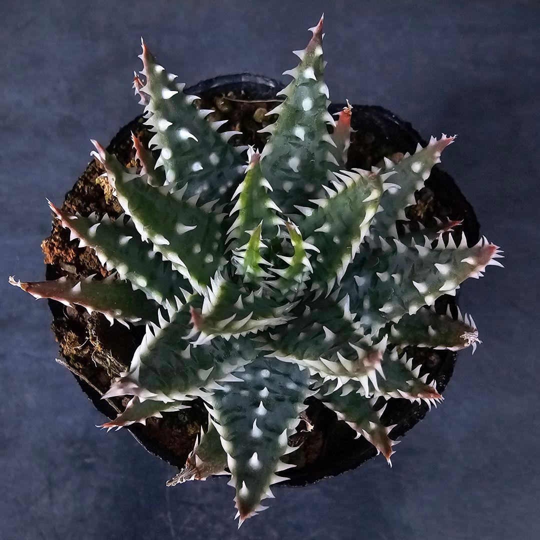 メルカリ便発送☆多肉植物 アロエ属 プラテンシス(実生選抜S5のカキコ苗)